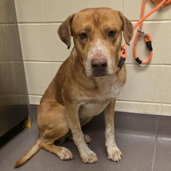 Hound Dogs Available for Adoption in Norman, Oklahoma - Rusty | PetCurious