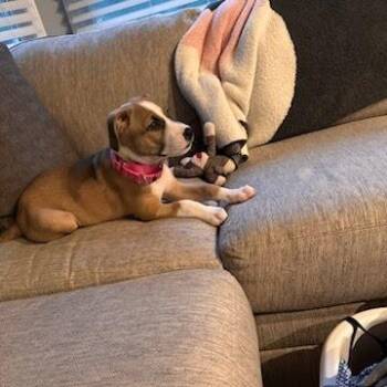 Sweet Potato -  Mixed Breed Dog for Adoption in Edwardsville, Illinois - Sweet Potato | PetCurious