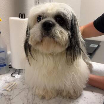 976 (2026) Dusty -  Lhasa Apso Dog for Adoption in Parker, Colorado - 976 (2026) Dusty | PetCurious