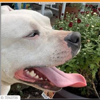 Rescue Terrier Dogs for Adoption in St. Louis, Missouri - Side Salad | PetCurious