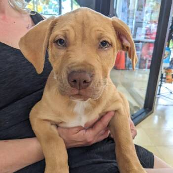 Pit Bull Terrier Dogs Available for Adoption in Union, Missouri - Peanut Butter FC ASH | PetCurious