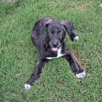 Mister -  Retriever Dog for Adoption in Wake Forest, North Carolina - Mister | PetCurious
