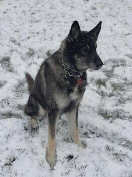 Rescue German Shepherd Dog and Husky Dogs for Adoption in Chesterfield, Missouri - Oliver | PetCurious