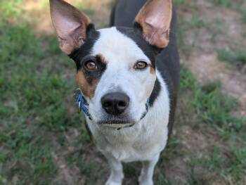 Lucy -  Mixed Breed Dog for Adoption in Fenton, Michigan - Lucy | PetCurious