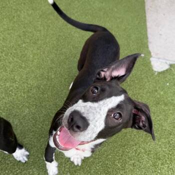 Matilda -  Mixed Breed Dog for Adoption in Titusville, Florida - Matilda | PetCurious