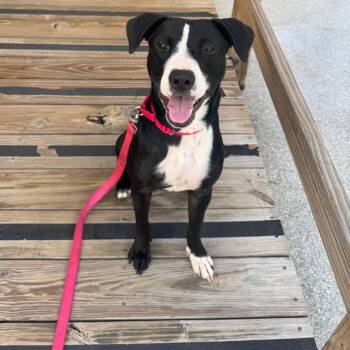 Rescue Staffordshire Bull Terrier and Mixed Breed Dogs for Adoption in Biloxi, Mississippi - Koda | PetCurious