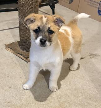 Mixed Breed Dogs Available for Adoption - MABEL | PetCurious
