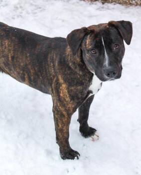 American Staffordshire Terrier and Boxer Dogs Available for Adoption - Tina | PetCurious