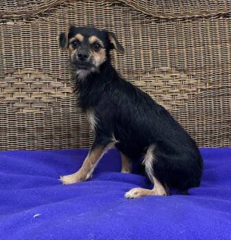 Kiwi -  Wirehaired Terrier Dog for Adoption in Marshall, Texas - Kiwi | PetCurious