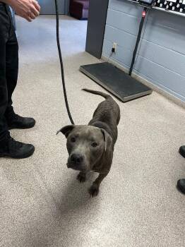 Pit Bull Terrier Dogs Available for Adoption in Troy, Ohio - Bentley | PetCurious