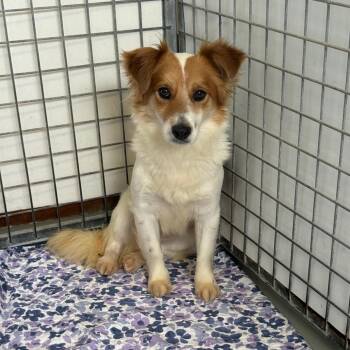 Kipper -  Spaniel Dog for Adoption in St. Augustine, Florida - Kipper | PetCurious