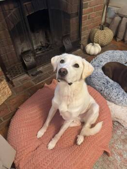 Coraline -  Great Pyrenees and Labrador Retriever Dog for Adoption in Columbus, Ohio - Coraline | PetCurious