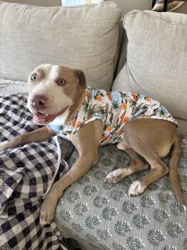 Rescue Pit Bull Terrier and American Staffordshire Terrier Dogs for Adoption in Whittier, California - Grandpa Billy | PetCurious