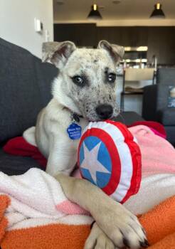 Rescue Catahoula Leopard Dog Dogs for Adoption in Tallahassee, Florida - Willow | PetCurious