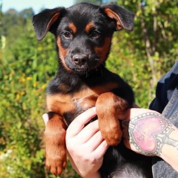 CT Beulah -  German Shepherd Dog and Mixed Breed Dog for Adoption in Stormville, New York - CT Beulah | PetCurious