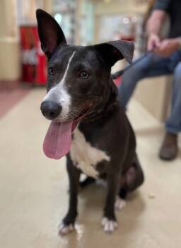 Rescue American Staffordshire Terrier and Border Collie Dogs for Adoption in Columbia, South Carolina - Bunny | PetCurious
