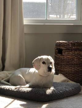 Rescue Hound and Whippet Dogs for Adoption in Cincinnati, Ohio - Chester | PetCurious