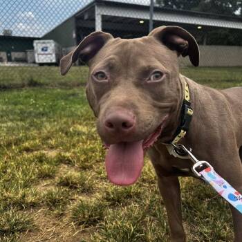 Ozark -  Mixed Breed Dog for Adoption in Jackson, Michigan - Ozark | PetCurious