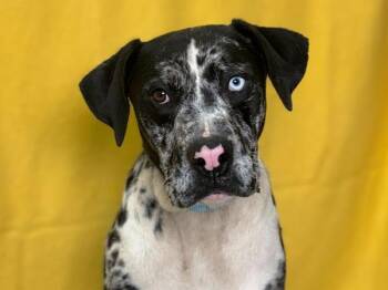 Zach -  Catahoula Leopard Dog and Mixed Breed Dog for Adoption in Portland, Oregon - Zach | PetCurious