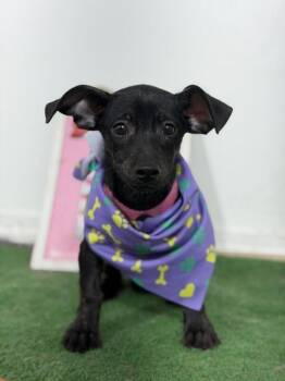 Peppy -  Chihuahua and Dachshund Dog for Adoption in Carlsbad, California - Peppy | PetCurious