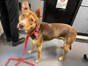 Rescue Siberian Husky Dogs for Adoption in Antioch, California - RED | PetCurious