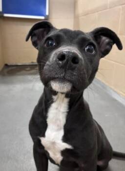 Rescue Terrier Dogs for Adoption in Manchester, New Hampshire - Galan In NH! Come Meet Our Adoptable Dogs Wednesday-Sunday. More | PetCurious