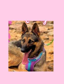 Queenie -  German Shepherd Dog Dog for Adoption in Lake Geneva, Wisconsin - Queenie | PetCurious