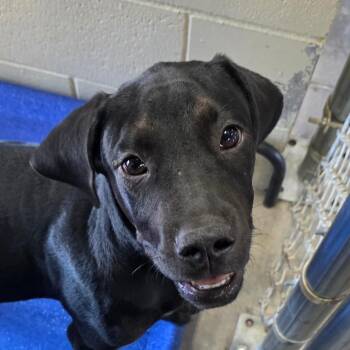 Oakley -  Hound Dog Available for Adoption in Bronson, Florida - Oakley | PetCurious