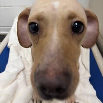 Mixed Breed Dogs Available for Adoption - Velma -Foster | PetCurious