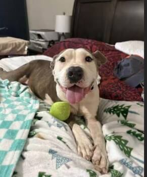 Rescue Pit Bull Terrier Dogs for Adoption in Boise, Idaho - Roxy | PetCurious