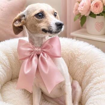 Tullie -  Rat Terrier and Chihuahua Dog for Adoption in Crosby, Texas - Tullie | PetCurious