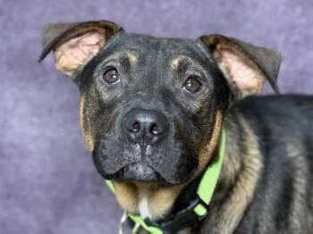 Gabriel -  American Staffordshire Terrier and Shepherd Dog for Adoption in Portland, Oregon - Gabriel | PetCurious