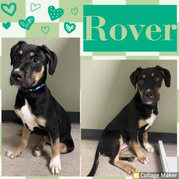 Labrador Retriever and Rottweiler Dogs Available for Adoption in Clearfield, Pennsylvania - Rover | PetCurious