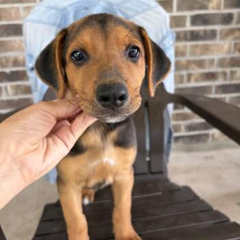 Billie -  Hound Dog for Adoption in Harlingen, Texas - Billie | PetCurious
