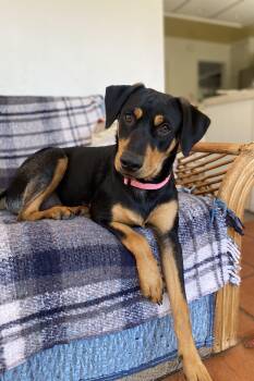 Rivvie -  Shepherd and Labrador Retriever Dog for Adoption in San Diego, California - Rivvie | PetCurious