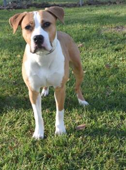 Mixed Breed Dogs Available for Adoption in Kingsland, Georgia - Cici | PetCurious
