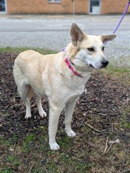 Mixed Breed Dogs Available for Adoption - Charlotte | PetCurious