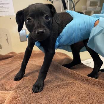 Chihuahua Dogs Available for Adoption in Pasadena, California - Sweetie | PetCurious