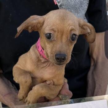 Cha Cha -  Chihuahua Dog for Adoption in San Gabriel, California - Cha Cha | PetCurious