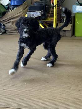 TAMI (mini) 18 lbs -  Aussiedoodle Dog for Adoption in Elyria, Ohio - TAMI (mini) 18 Lbs | PetCurious
