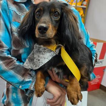 Mae -  Dachshund Dog for Adoption in Idaho Falls, Idaho - Mae | PetCurious