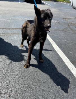 Duck -  German Shepherd Dog and Husky Dog for Adoption in Findlay, Ohio - Duck | PetCurious