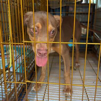 Sweet Pea -  Mixed Breed Dog for Adoption in Pennsville Township, New Jersey - Sweet Pea | PetCurious