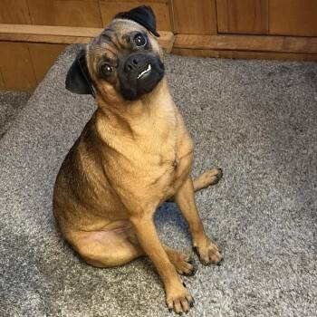 Wallace -  Pug Dog for Adoption in Cooperstown, New York - Wallace | PetCurious