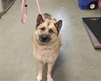 KENZO -  Mixed Breed Dog for Adoption in Santa Fe, New Mexico - KENZO | PetCurious