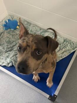 Pacifica -  Mixed Breed Dog for Adoption in Spruce Pine, North Carolina - Pacifica | PetCurious