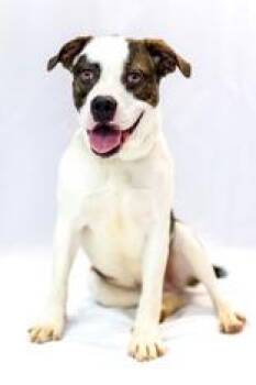 Rescue Bulldog Dogs for Adoption in Conway, Arkansas - Gimli | PetCurious