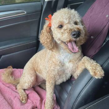 Pebbles -  Miniature Poodle Dog for Adoption in Hopkinton, Massachusetts - Pebbles | PetCurious