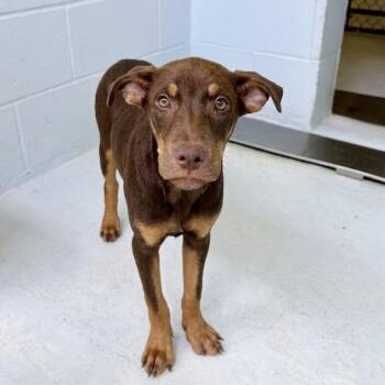 Augusta 26-06-020 -  Black Mouth Cur and Australian Kelpie Dog for Adoption in Bastrop, Texas - Augusta 26-06-020 | PetCurious