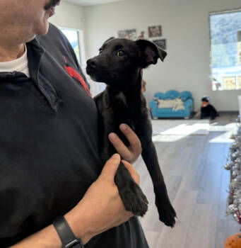 Rescue Chihuahua and Pomeranian Dogs for Adoption in New York, New York - Holiday | PetCurious